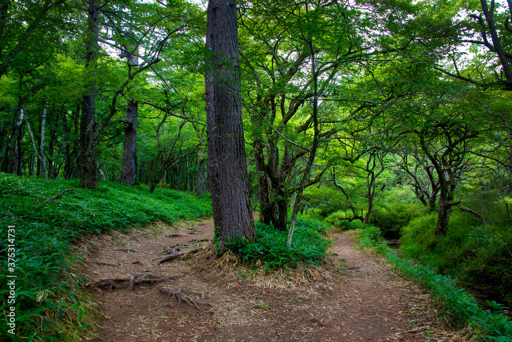 Obraz premium 日光 赤沼から小田代ヶ原に通じるハイキングコース