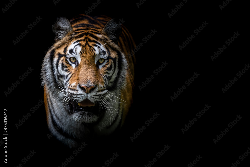 Fototapeta premium Tiger with a black background