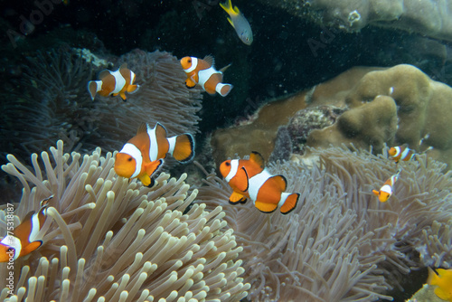 Coral Reef and Tropical Fish in Thailand fish. Beautiful Undersea world. Beautiful Blue water.