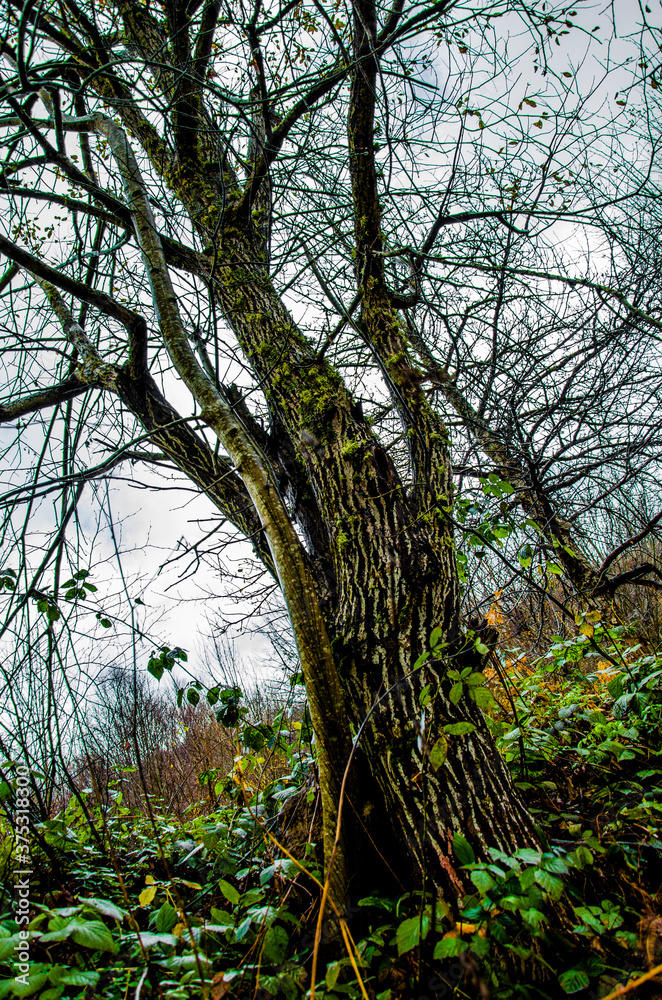 Fototapeta premium tree in the forest