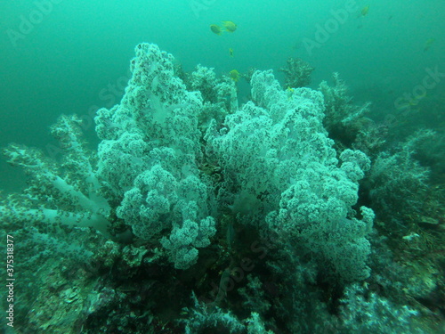 Coral Reef and Tropical Fish in Thailand fish. Beautiful Undersea world. Beautiful Blue water.