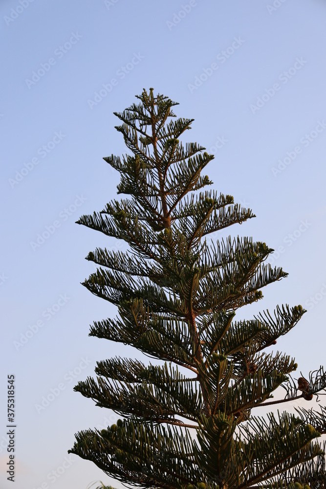 pine tree on blue sky pine tree on blue sky