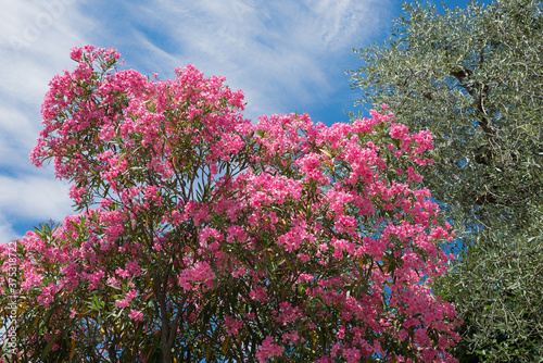 pink blooming oleander bush beside olive tree, mediterranean vegetation