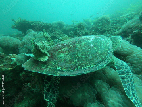 turtle sea swims in blue water