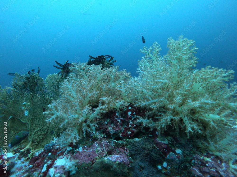 Fototapeta premium Coral Reef and Tropical Fish in Thailand fish. Beautiful Undersea world. Beautiful Blue water.