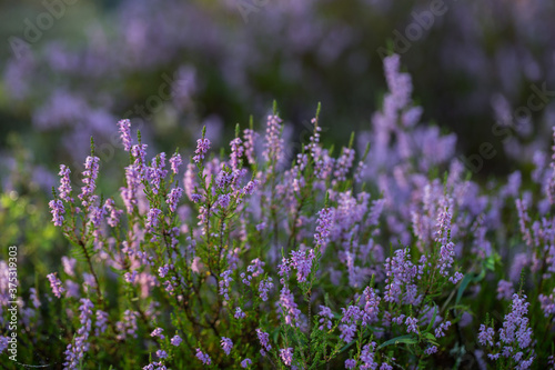 heather blooms in the forest in autumn
