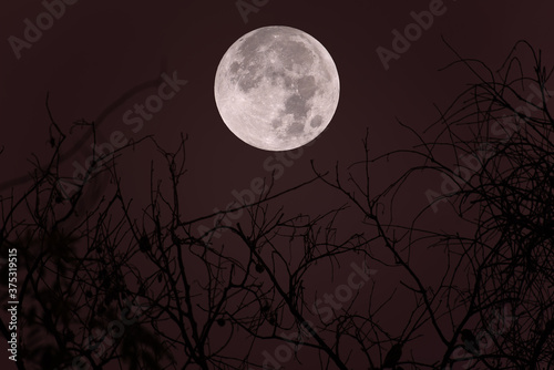Full moon with silhouette tree branch in the night. © Onkamon