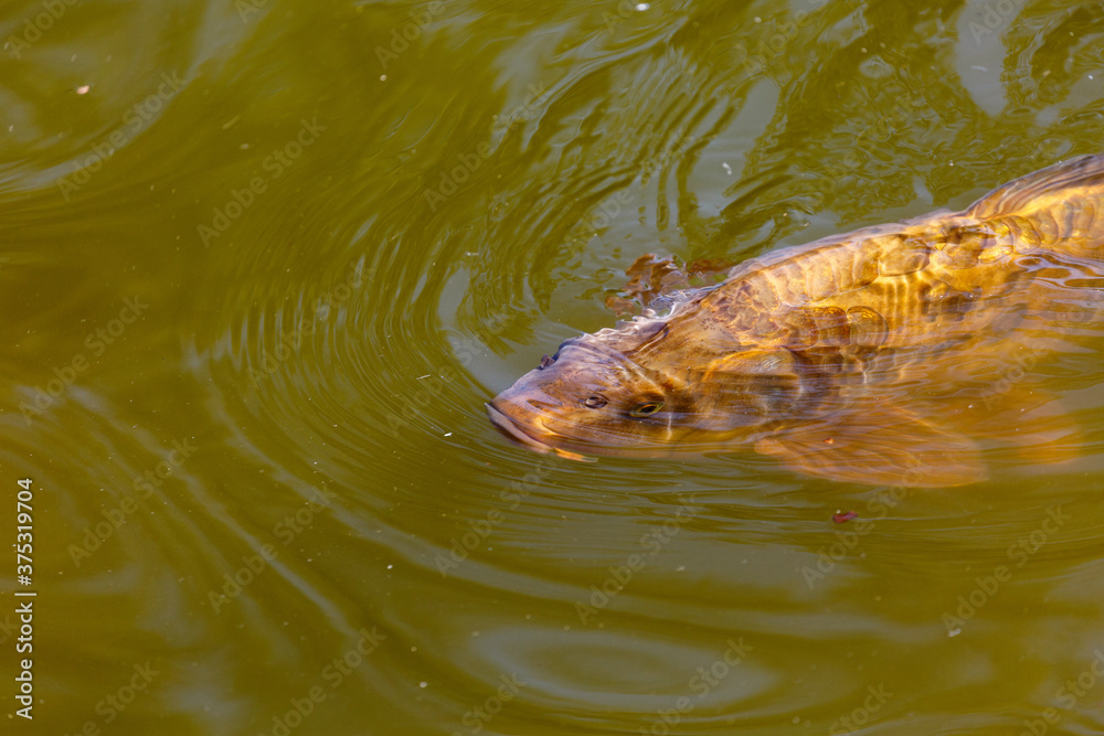Fototapeta premium Fish swimming in lake in a park