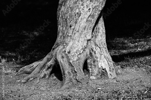 Texture of tree trunk in park © rninov