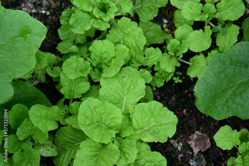 Organic green leafy vegetables Planted next to the house