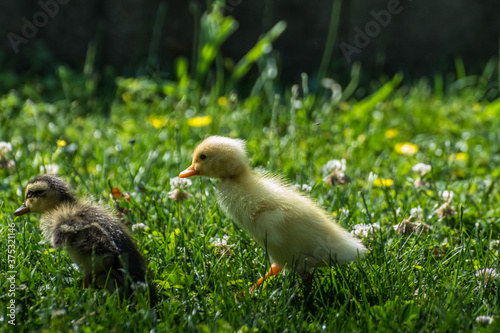 brown and yellow baby running ducks in the grass