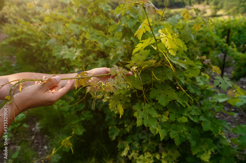 Close up of the hands of a vintner or grape farmer inspecting the grape harvest.