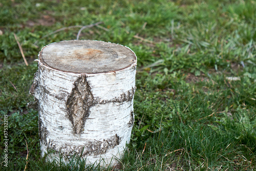 Birch stump in the meadow
