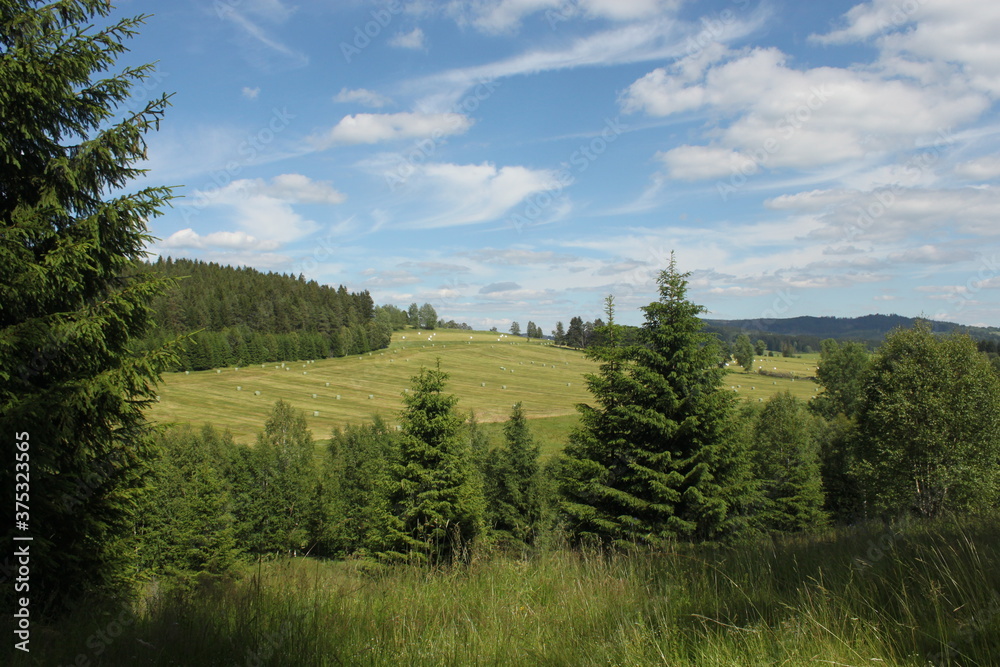 Fototapeta premium landscape with trees and clouds