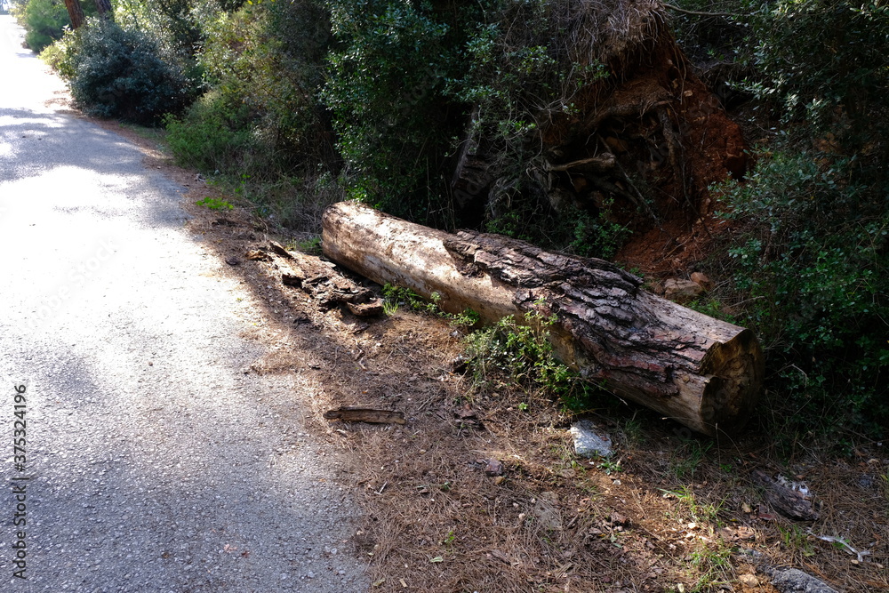 Obraz premium old tree trunk