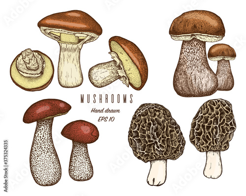Set of hand drawn forest edible mushrooms.