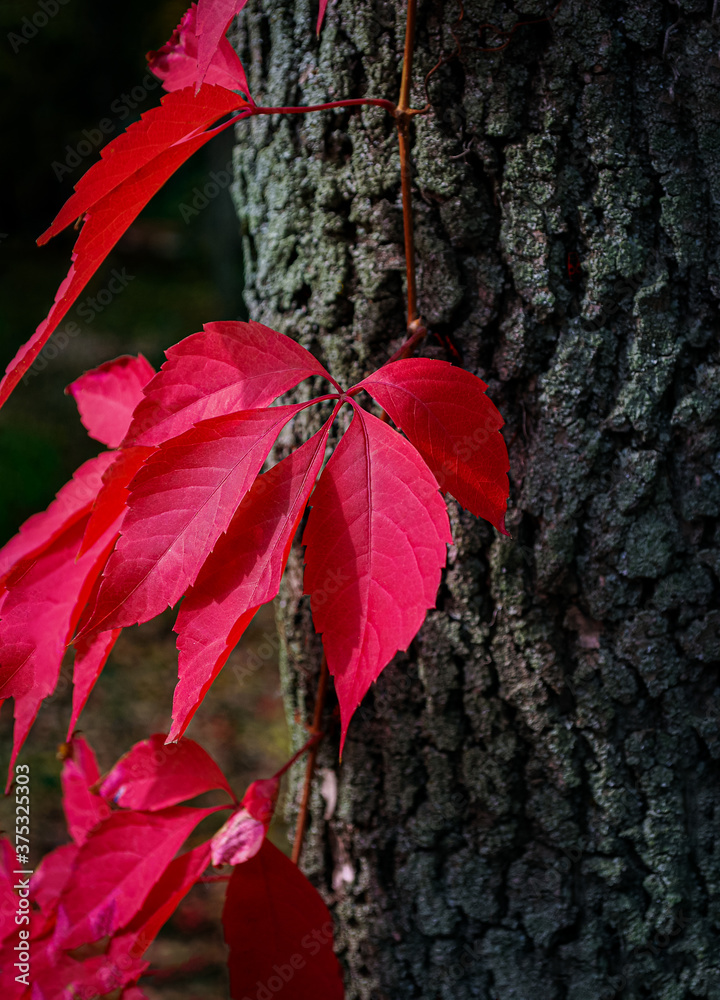 Red leaves on a tree in an autumn Park