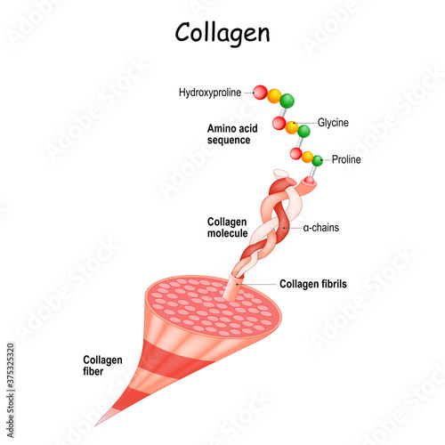collagen Structure