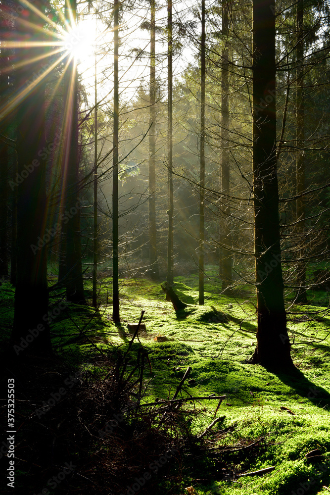 Coniferous forest with the ground covered with moss in the light of the summer sun