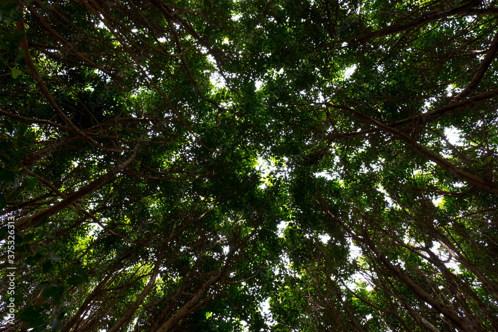 Obraz premium sun rays through trees