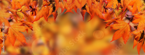 orange autumnal background with leaf of japanese  maple tree