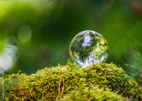 Принти на полотні Glaskugel im Wald