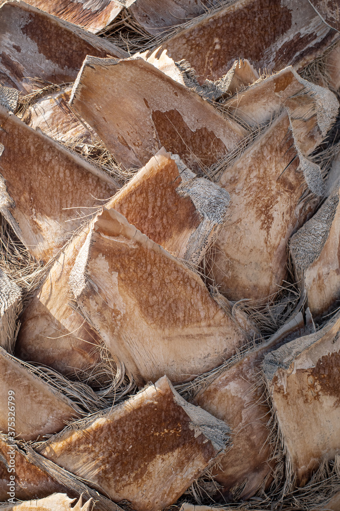 Trunk of the palm, close-up detail Trunk of the palm, close-up detail