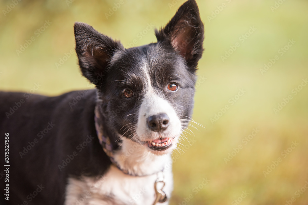 Photo of a Border collie in the park