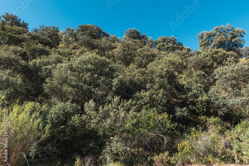 holm oak forests on the mountainside
