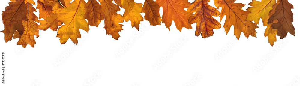 Obraz premium golden autumnal leaf of oak tree in panoramic view on white