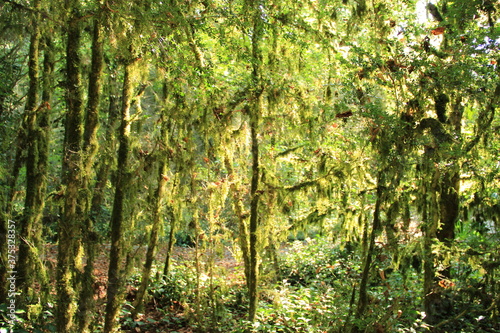 grove