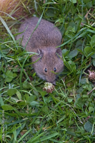 Little mouse in the grass looking for something to eat.
