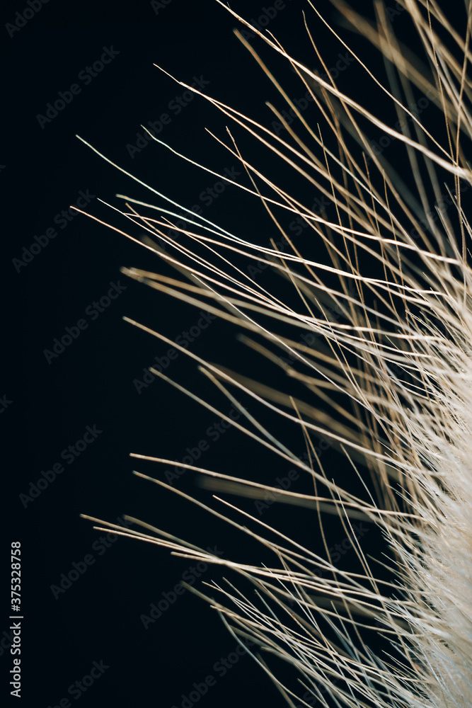 Dry ears close up on a black background Dry ears close up on a black background