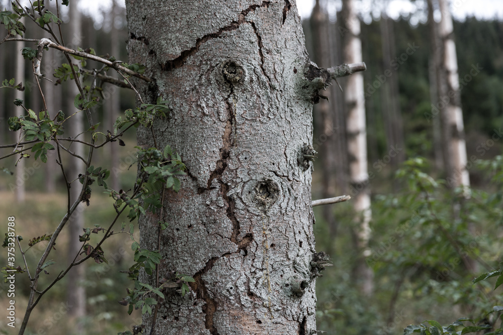 a dead forest from climate change and bark beetle a dead forest from climate change and bark beetle