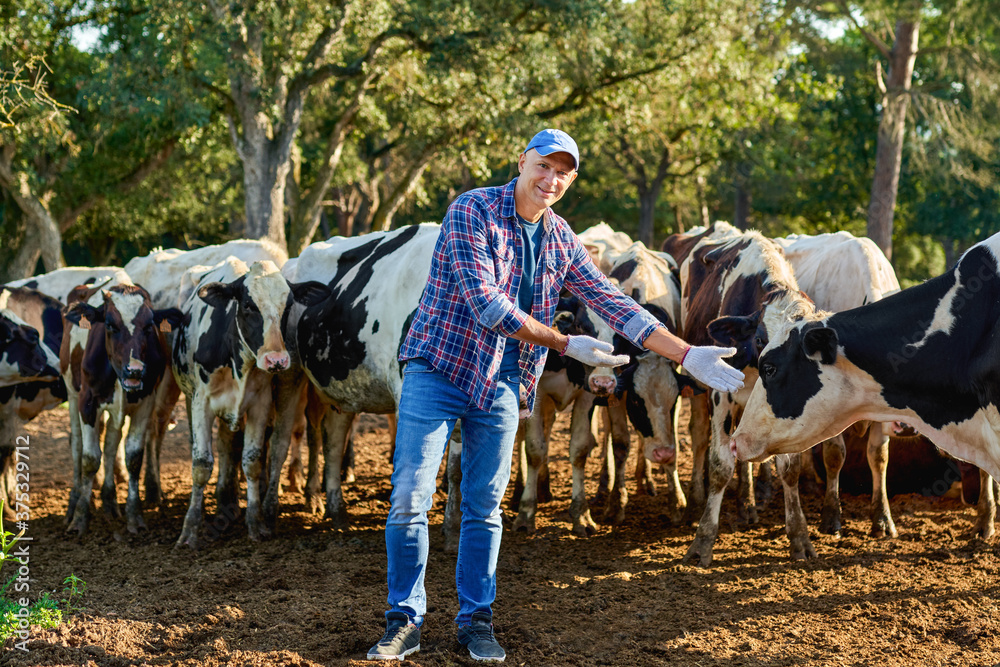 Farmer is working on farm with dairy cows. Farmer is working on farm with dairy cows.