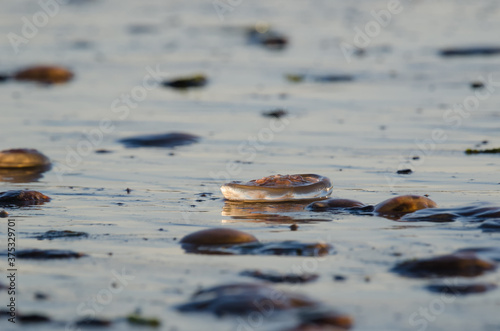 JELLYFISH - Sea creatures on the beach photo