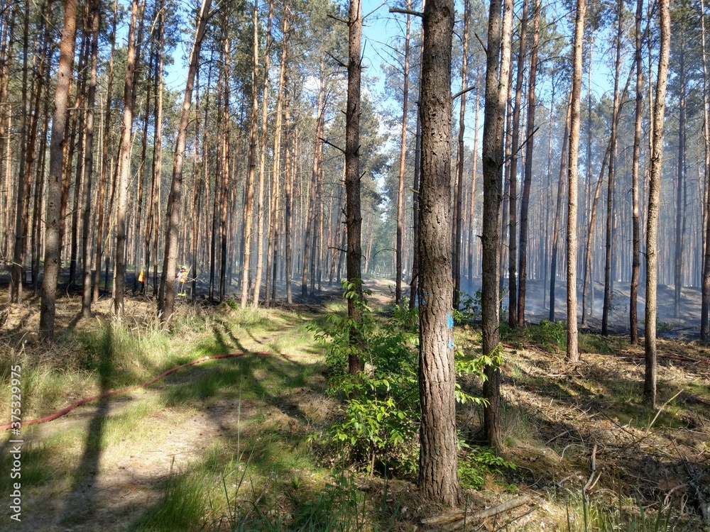 Waldbrand