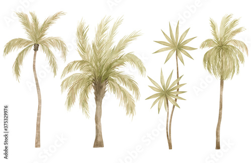 Watercolor palm tree in green color isolated on white background. Vintage coconut trees. Floral tropical jungle.
