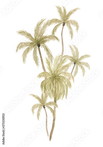 Watercolor compositions with palm tree in green color isolated on white background. Coconut and banana trees. Vintage illustration elements. Floral jungle.