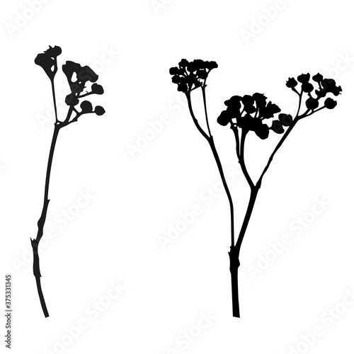 Vector flowers isolated black. Realistic hand drawn flower illustration set on white background.