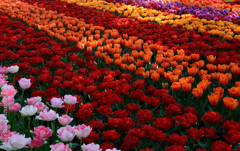 Tulpenfeld Tulpenfeld