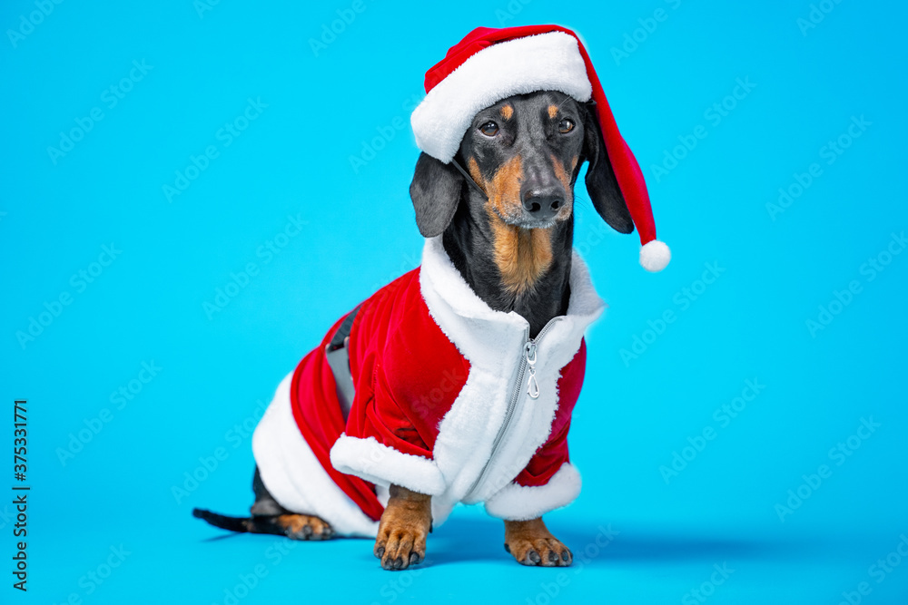 Adorable dachshund dog in suit and red Santa hat with fur sit on blue background with touching look, front view, copy space for advertising. The concept of holiday and carnival costumes for pets.