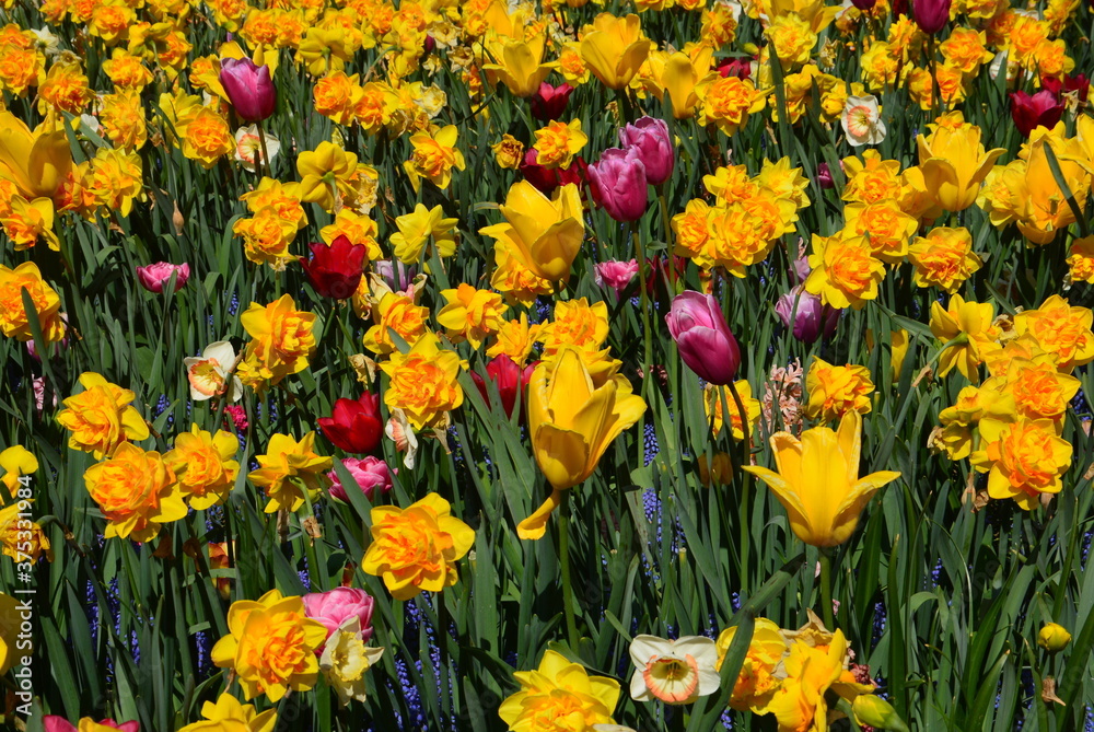 Obraz premium Tulpen und Narzissen