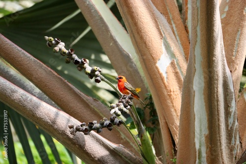 Oiseau Ile Maurice - foudi rouge photo