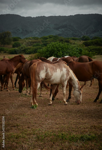 Horses feeding on a field 