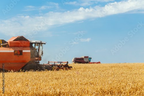 Two combines harvests ripe wheat in the grain field.