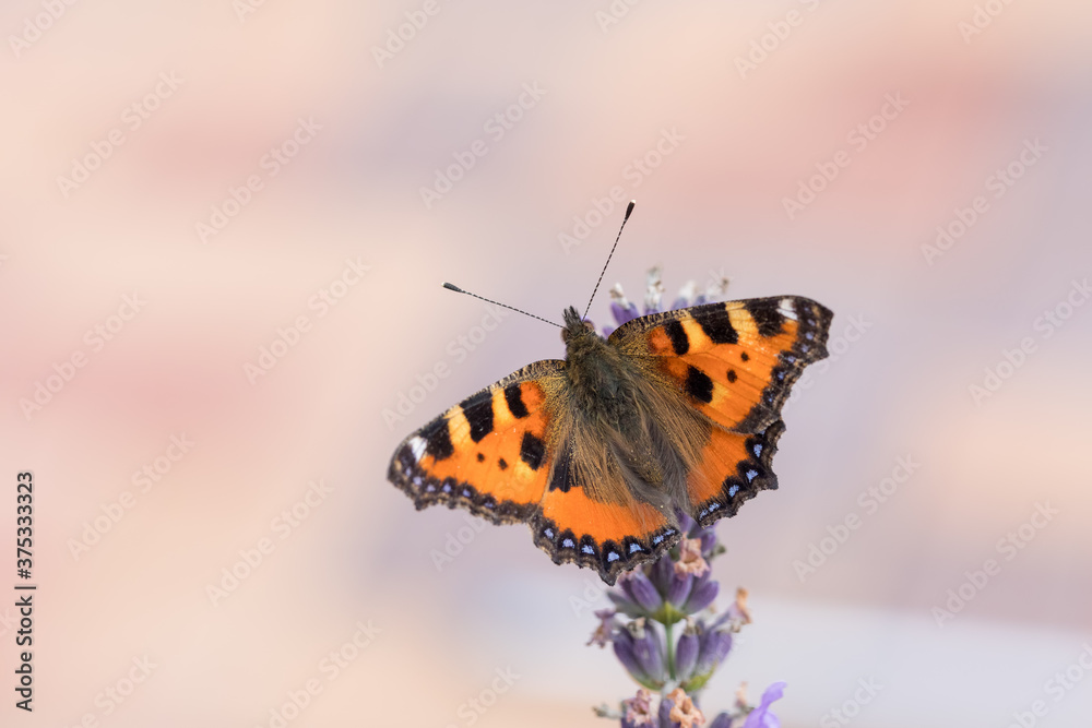Fototapeta premium Small beautiful butterfly tortoiseshell (Aglais urticae) on lavender. Europe, Czech Republic wildlife