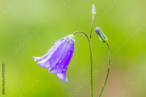 flower campanula patula, wild flowering plant, beautiful purple spreading bellflowers flowers in bloom, Summertime, Europe, Czech Republic