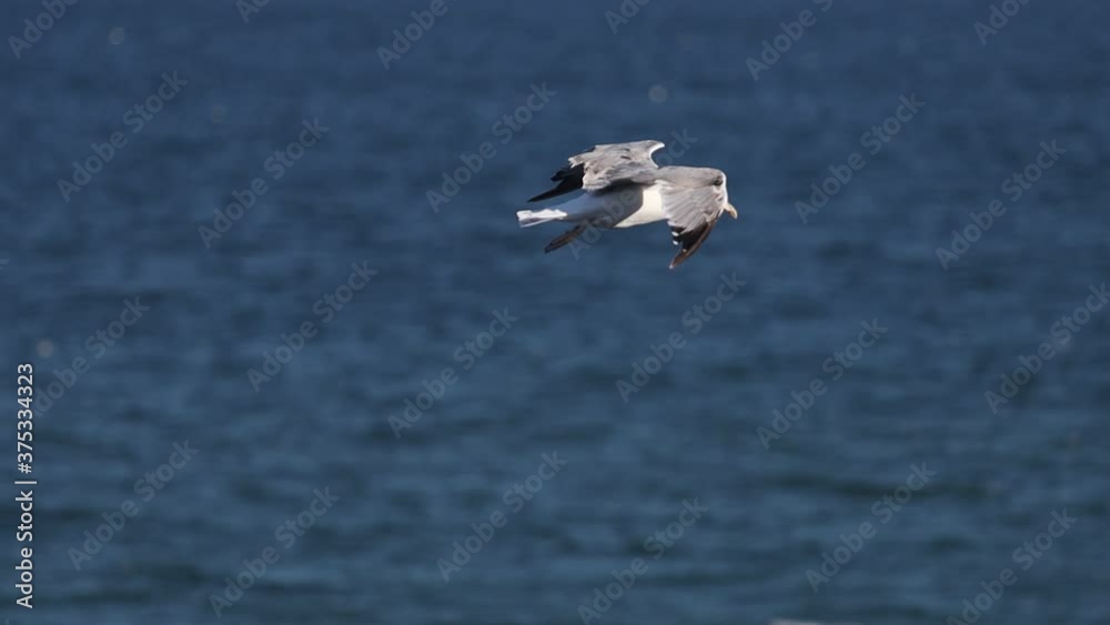 seagull flies over the sea to resist the wind seagull flies over the sea to resist the wind