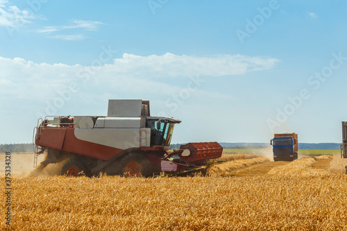 The combine harvests ripe wheat in the grain field.